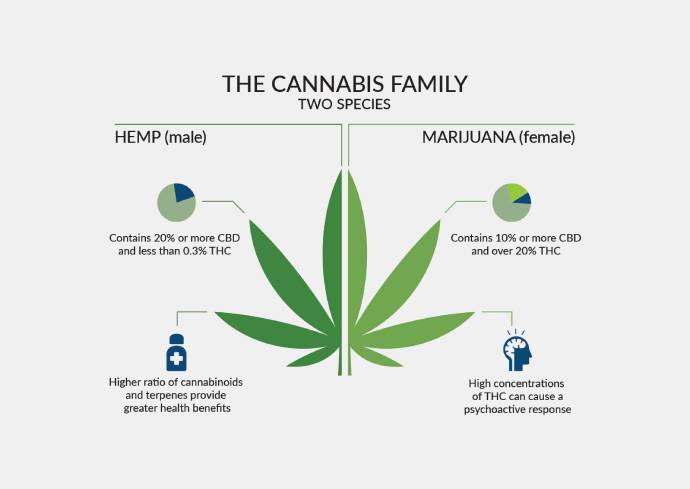 Cannabis Family